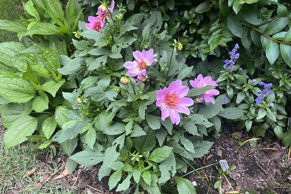 Dahlia — Dahlia pinnata 'Venti Pink Burst' (Selecta).
