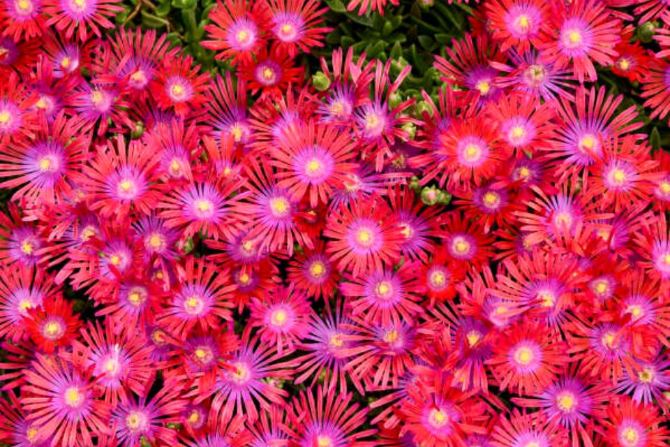 Delosperma ‘Flashmob Action Shot’.