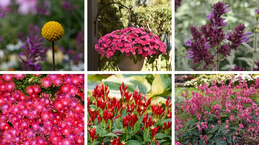 Craspedia 'Solarpop', Impatiens 'Solarscape XL Pink Jewel', Salvia 'Lancelot', Dicentra ‘Passion Hearts’, Spigelia ‘Apple Slices’, and Delosperma ‘Flashmob Action Shot’.