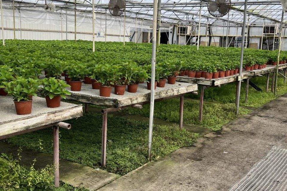 Heavy weed infestation under the benches inside a commercial greenhouse.
