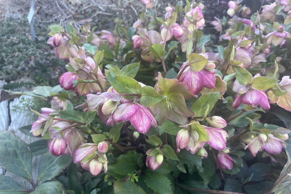 Helleborus — Helleborus x glandorfensis 'Ice and N’ Roses Dark Picotee' (Heuger Inc).