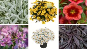 Expert Favorites at 2025 Michigan Garden Plant Tour Trial Sites