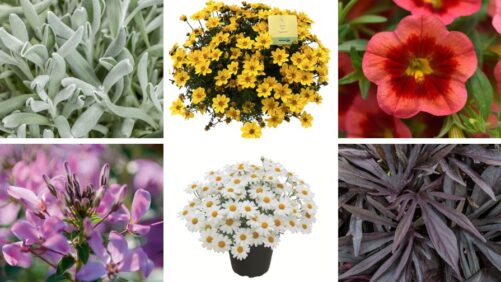 Expert Favorites at 2025 Michigan Garden Plant Tour Trial Sites