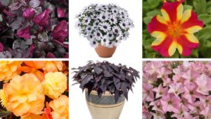 More Expert Favorites at 2025 Michigan Garden Plant Tour Trial Sites