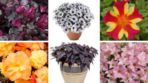 More Expert Favorites at 2025 Michigan Garden Plant Tour Trial Sites