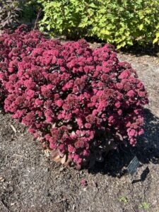 Hylotelephium ROCK N’GROW® ‘Midnight Velvet’