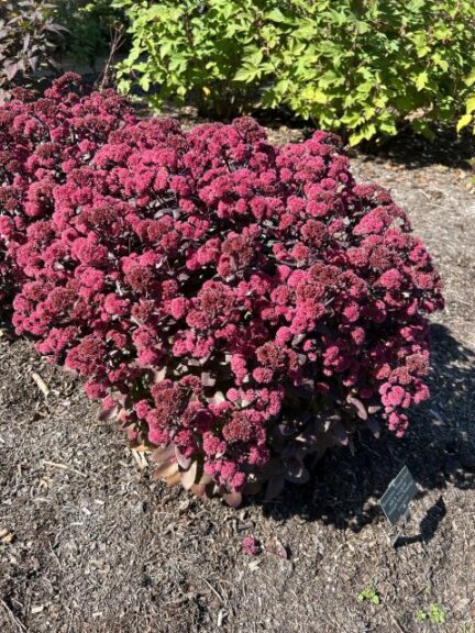 Hylotelephium ROCK N’GROW® ‘Midnight Velvet’