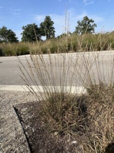 Molinia caerulea ssp. caerulea ‘Moorflamme’