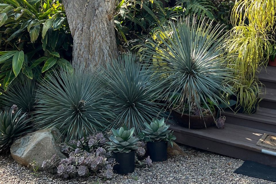 Rancho Tissue Technologies Adds New Varieties to Its Yucca Collection