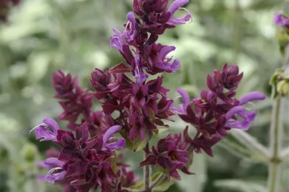 Salvia 'Lancelot'.