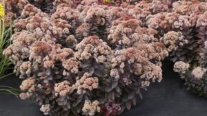 Here’s Why September Is Best for Sedums