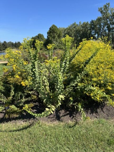Solidago rigida