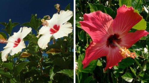 South Florida Crops Face New Threat: Two-Spot Cotton Leafhopper