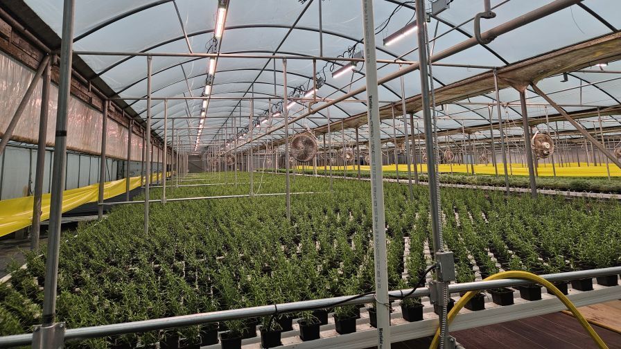 Using essential lighting quantifications and strategic planning factors will help you choose the right lighting plan for your CEA facility.