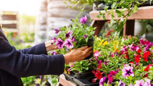Inside the Mind of American Flower Shoppers