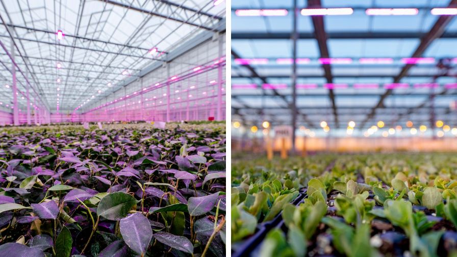 Signify lighting at The Plant Company (L) and Walters Gardens (R).