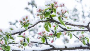 How the University of Minnesota Is Leading Cold-Hardy Plant Development