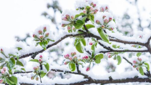 How the University of Minnesota Is Leading Cold-Hardy Plant Development