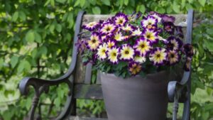 Quality Cuttings Team Expands Offerings with Westhoff Petunias