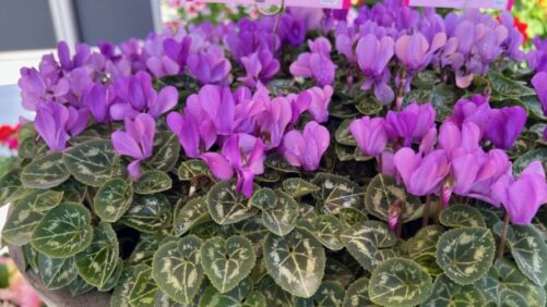 How to Manage Colletotrichum in Cyclamen