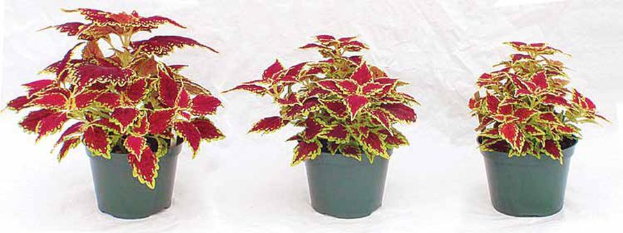 Effect of a Collate foliar spray on Coleus Oxford Street: 0 ppm, 250 ppm, 500 ppm.