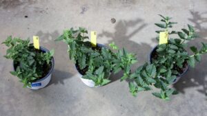 Learning Opportunity: Plant Growth Regulators in Floriculture Production