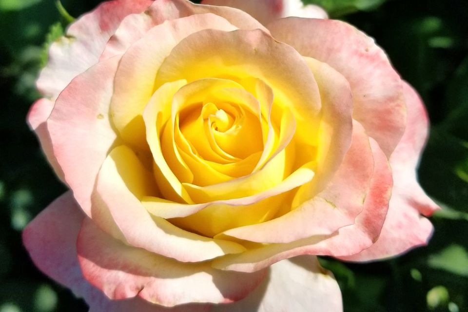 Make Me Blush AGRS
