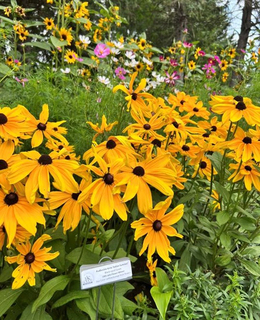 McCrory Gardens.
