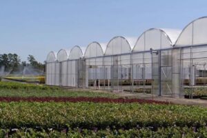 The Jāderloon Classic Gutter-Connect Greenhouse is made of strong but economical materials and can be employed as either a naturally or mechanically ventilated structure.