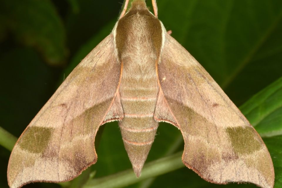 Virginia Creeper Sphinx (Darapsa Myron).