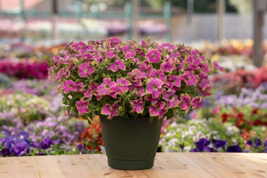 Danziger Announces New Varieties for the 2027 Season
