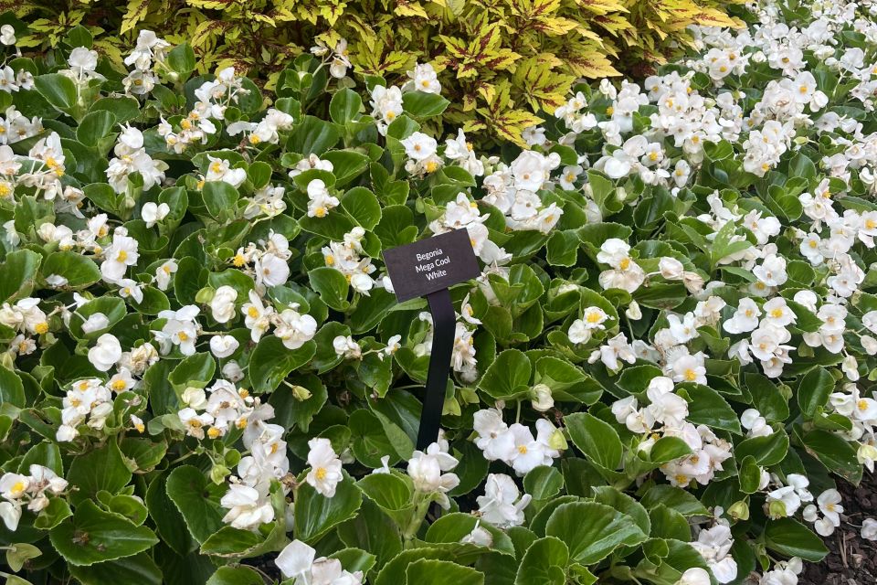 Begonia Begonia semperflorens Mega Cool White (Benary)