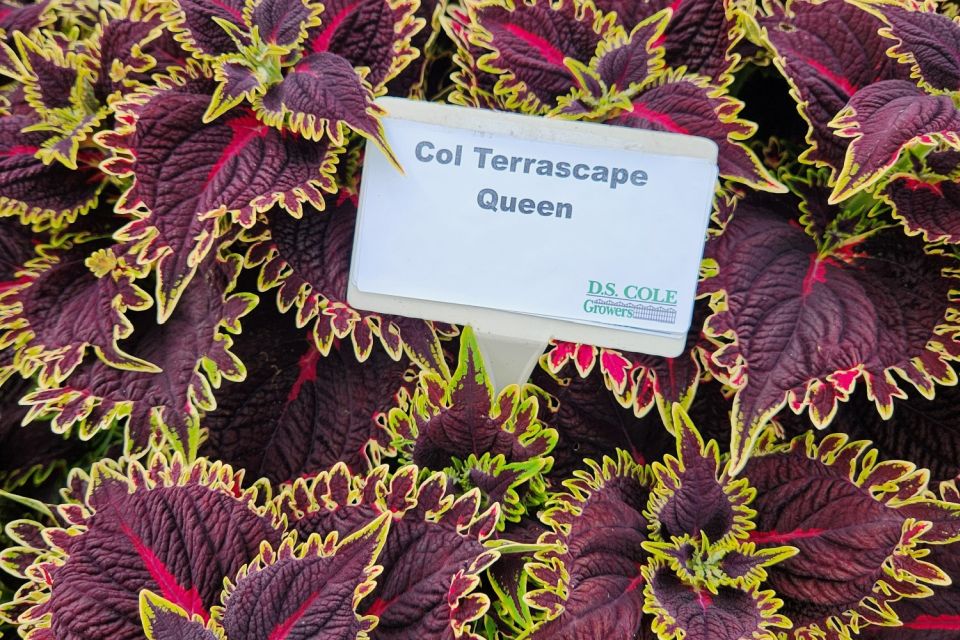 Coleus Coleus scutellarioides TerraScape ‘Queen’ (Kientzler)