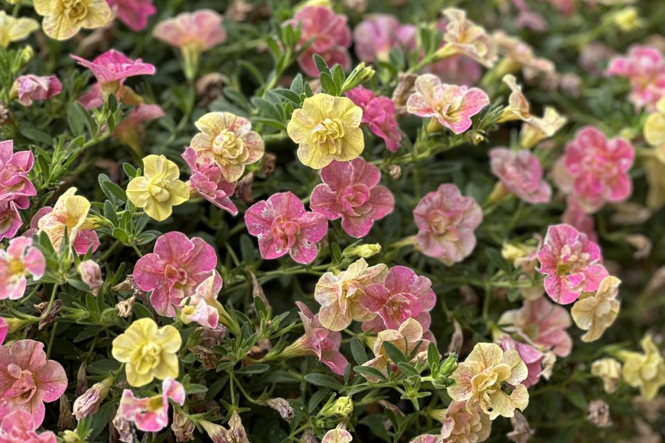 Double calibrachoa Calibrachoa hybrid Superbells Magic Double Grapefruit (Proven Winners) 1