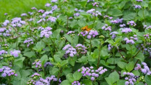 Here Are Some of the New Varieties You Tried This Year
