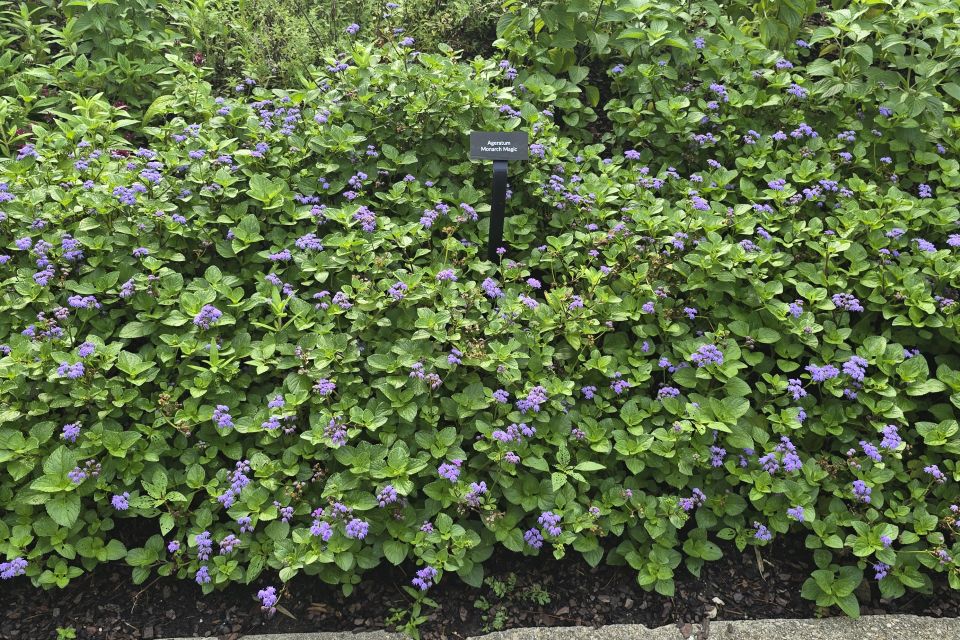 Flossflower Ageratum houstonianum Monarch Magic (Ball Floraplant)