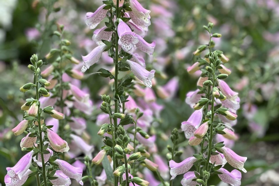 Foxglove Digitalis purpurea Hanabee Series (American Takii) 1