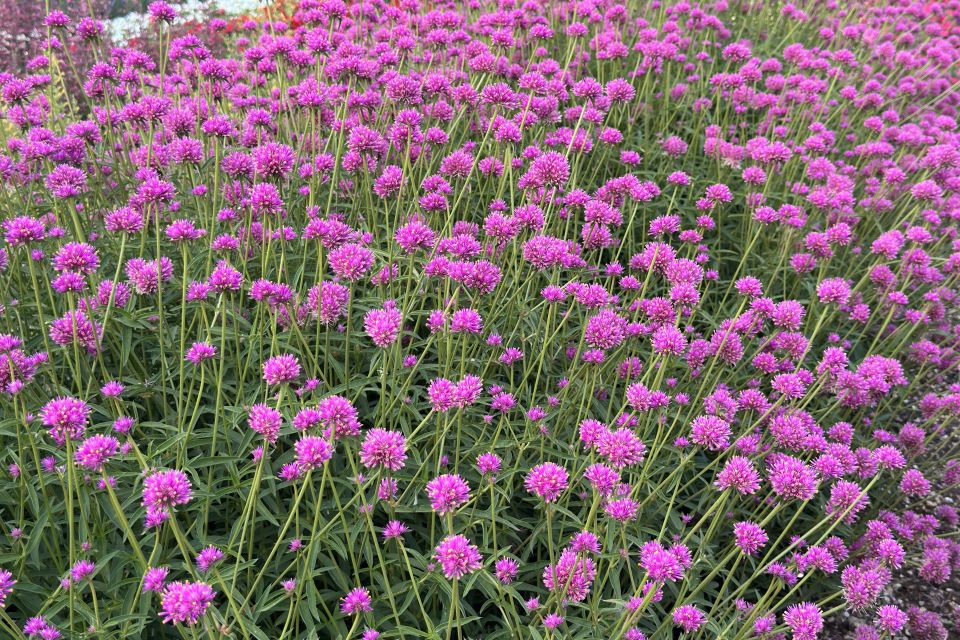 Gomphrena Gomphrena hybrid ‘Fireball Pink’ (Kientzler North America) 1