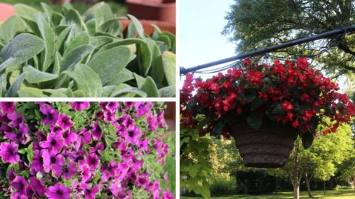 Highlights from 2025 Field Trials: Dallas Arboretum