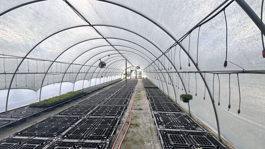Ivy Farm Nursery