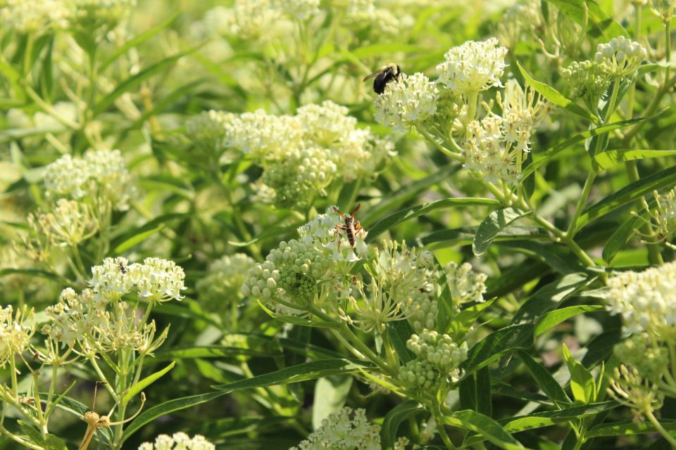 Milkweed Asclepias incarnata Ice Ballet (Jelitto Seeds)