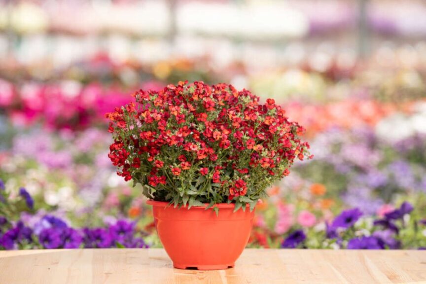 NESIA™-Hot-Red-Nemesia-hybrida