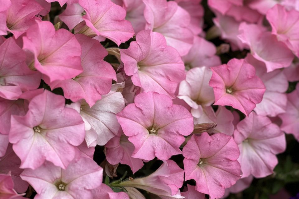 Petunia Petunia hybrid Surfinia® Heavenly Cashmere Pink (Suntory Flowers) 1