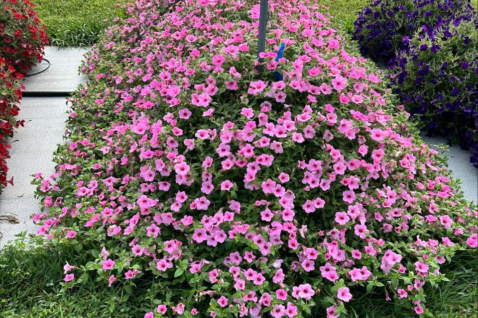 Petunia Petunia x hybrida Dekko Maxx Pink (Syngenta Flowers)