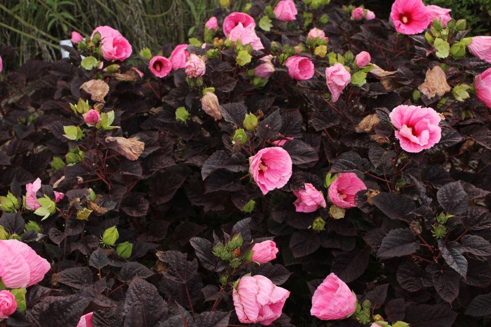 Rose Mallow Hibiscus hybrid SUMMERIFIC® ‘Edge of Night’ (Walters Gardens/ Proven Winners) 