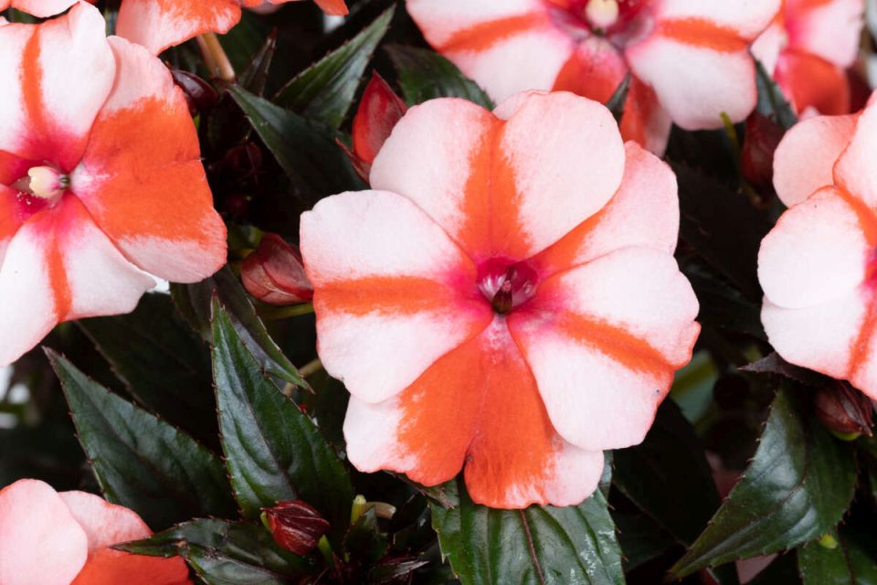 Danziger Announces New Varieties for the 2027 Season