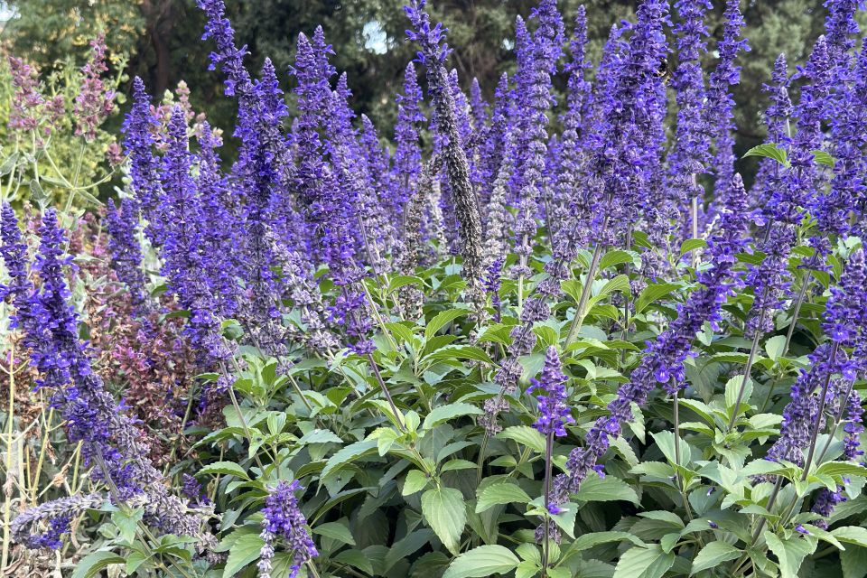 Salvia Salvia hybrid ‘Mystic Spires’ (Ball FloraPlant) 1