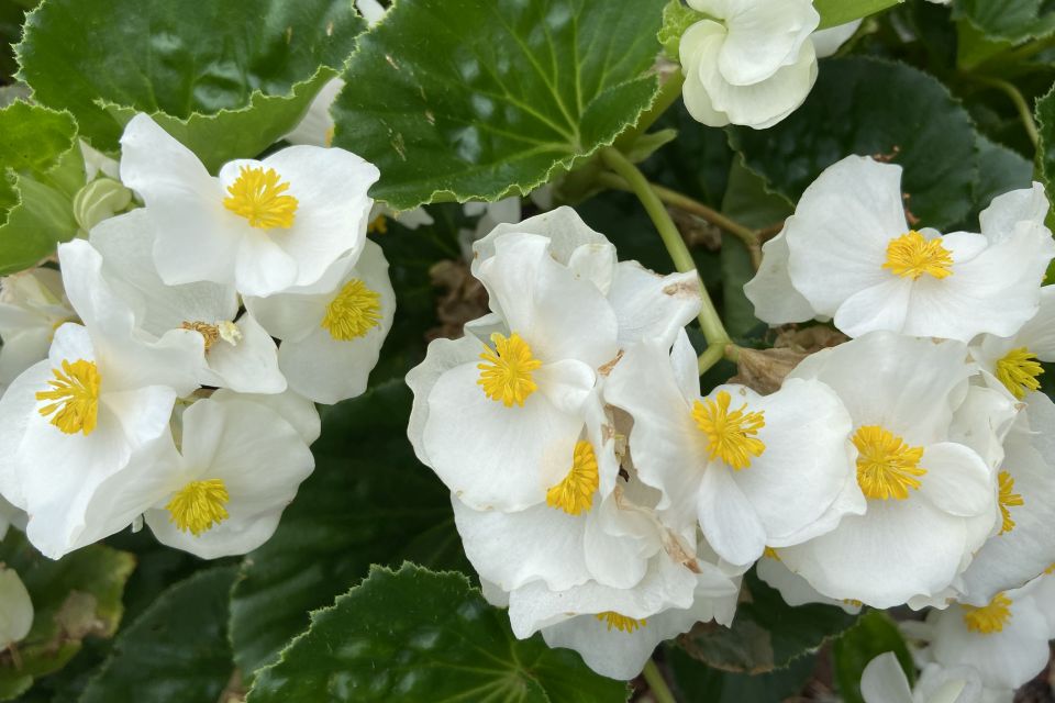 Begonia Begonia benariensis Surefire White 1