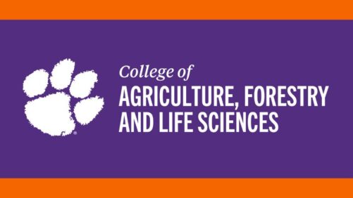 Clemson Launches Chemical Trial to Combat the Cotton Leafhopper