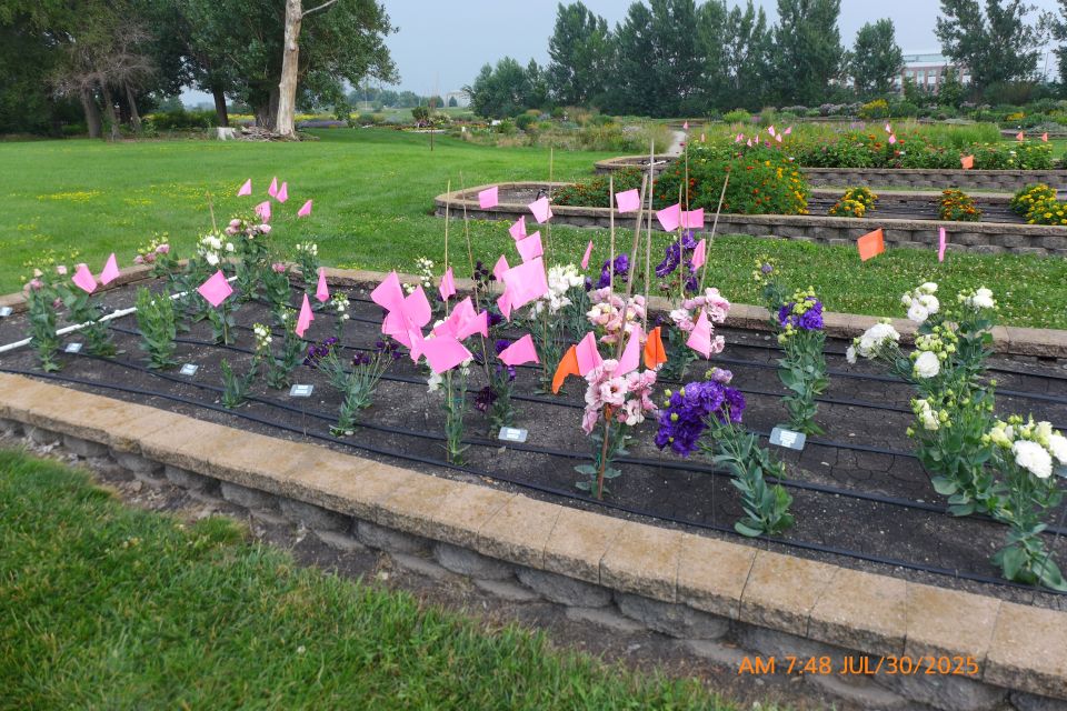 Eustoma Echo Mix